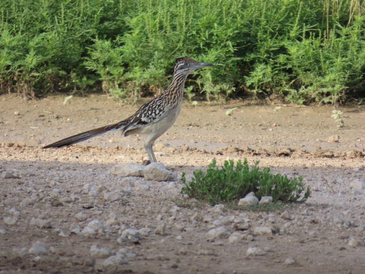 storløpegjøk - ML647058360