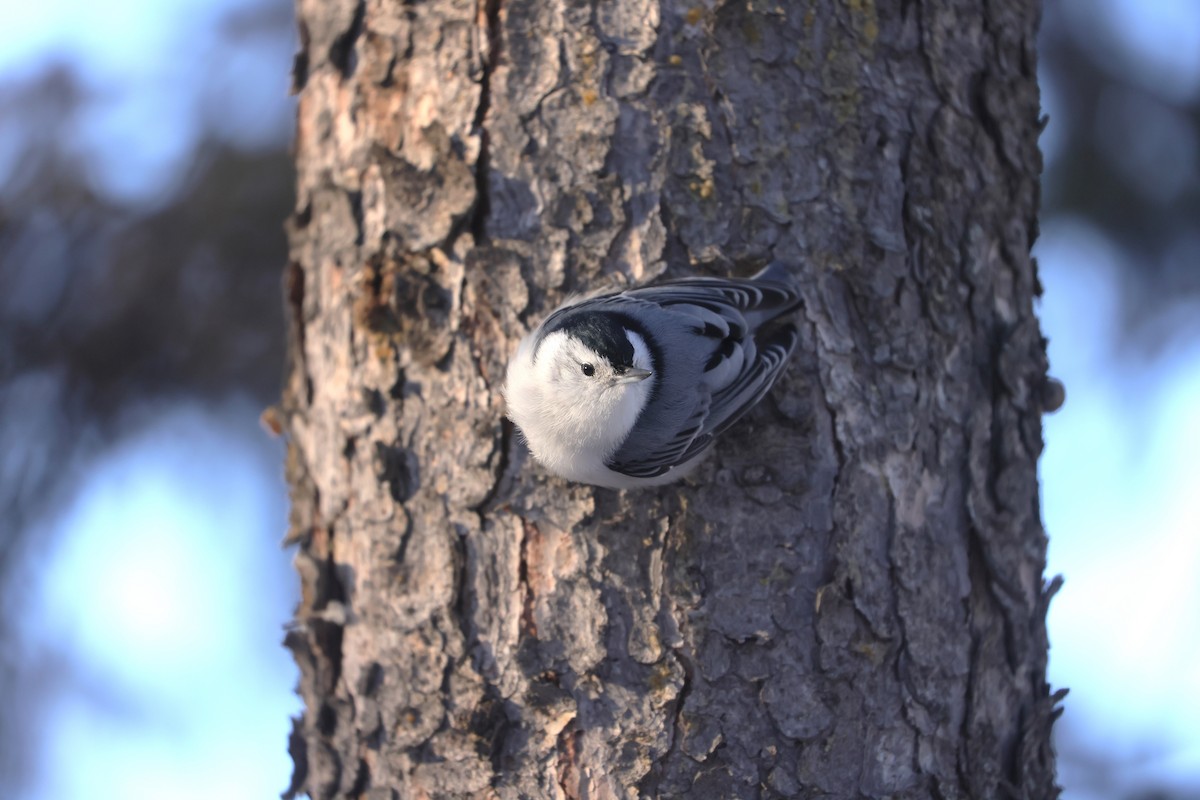 hvitbrystspettmeis - ML647058361