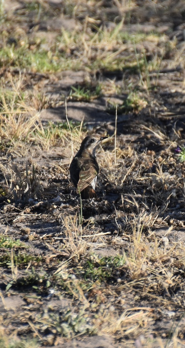 mulgagjøk - ML647058362