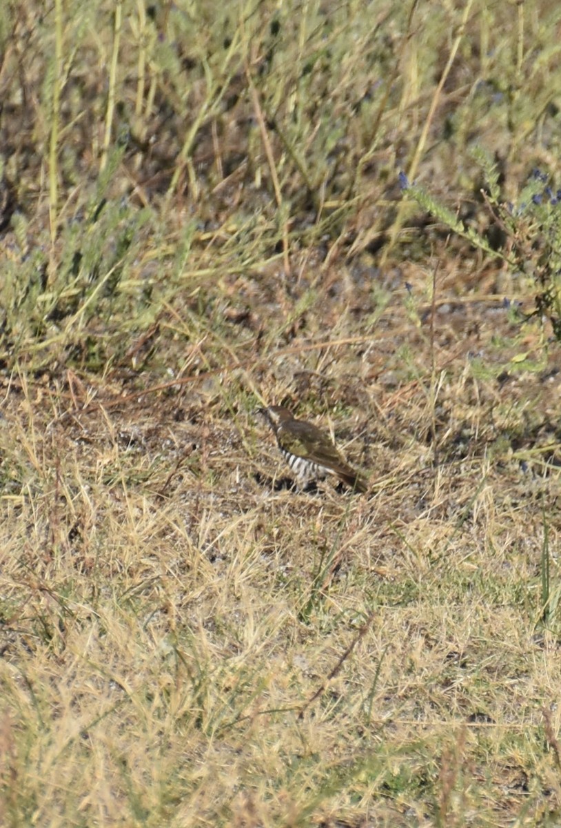 mulgagjøk - ML647058363