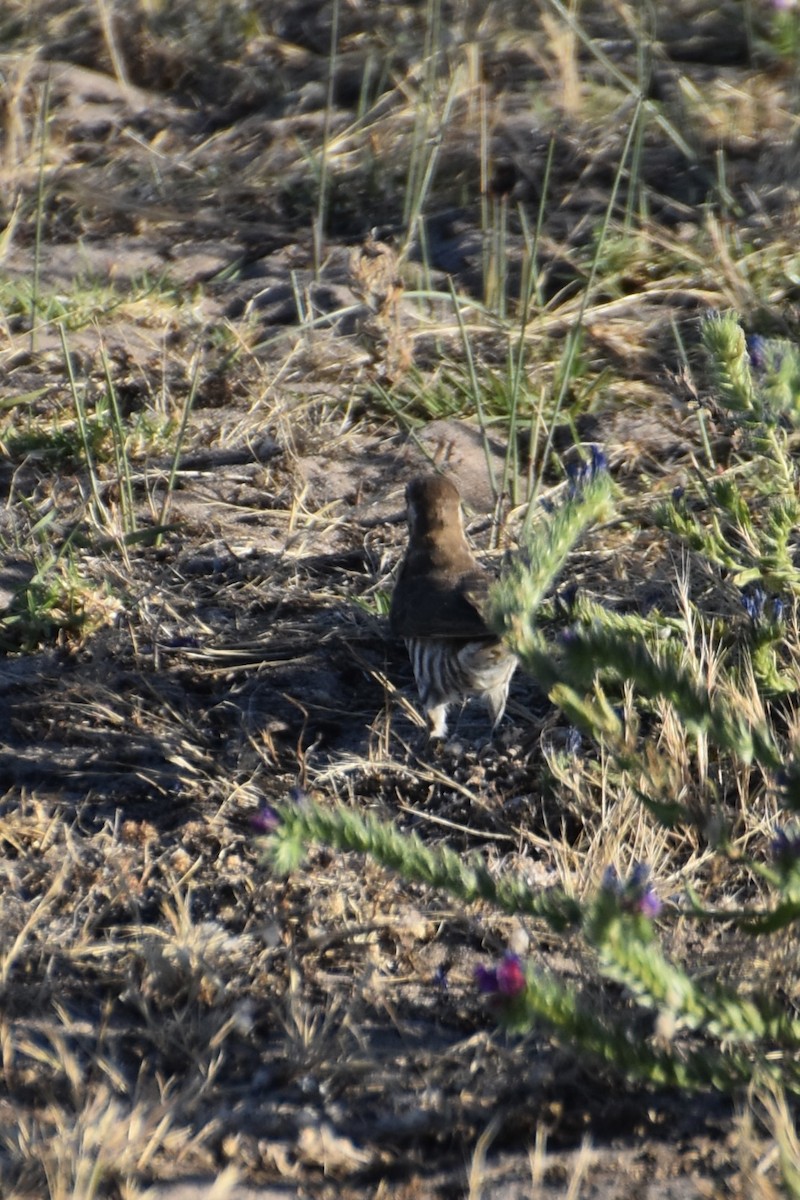 mulgagjøk - ML647058364