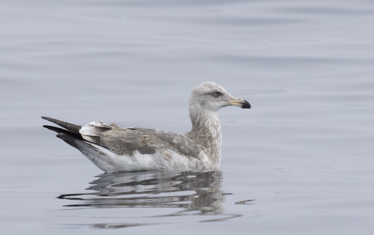 kaliforniasvartbak - ML647058365