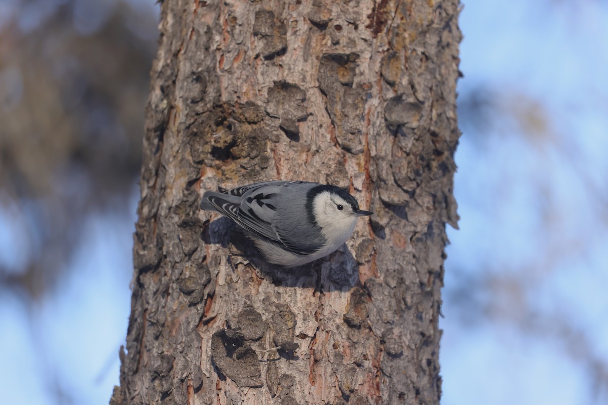 hvitbrystspettmeis - ML647058367