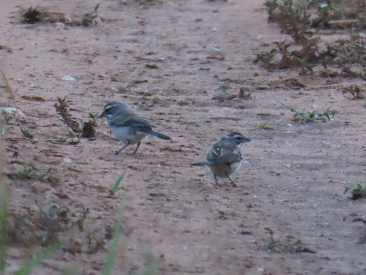 svartstrupespurv - ML647058368