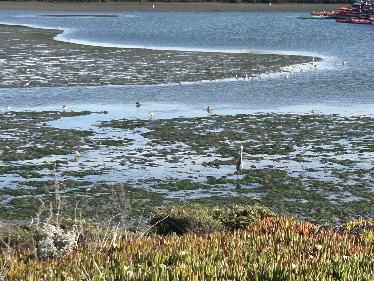 Great Blue Heron - ML647058372