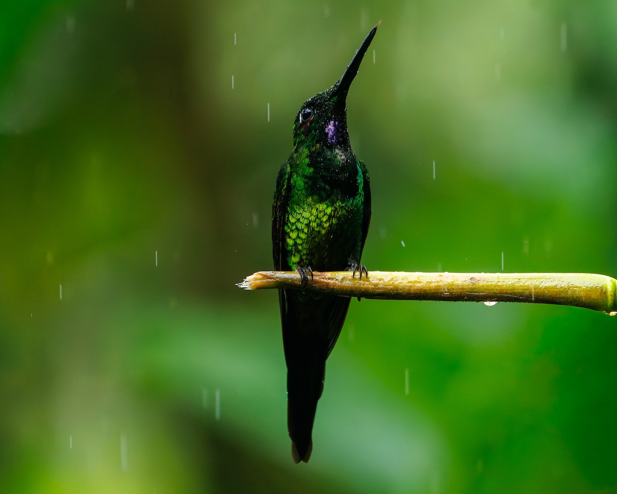 Empress Brilliant - ML647058377