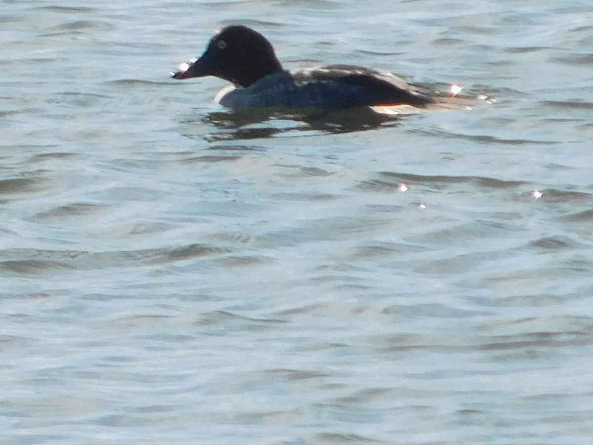 Common Goldeneye - ML647058379