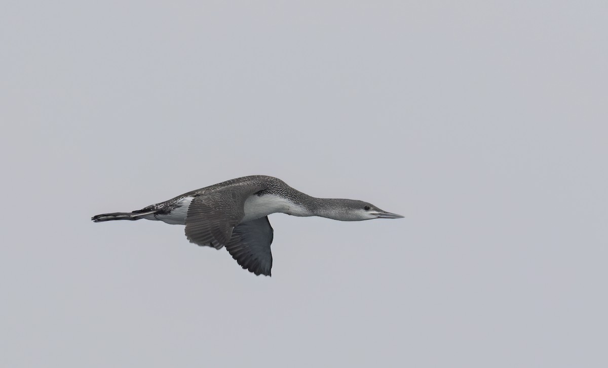 Red-throated Loon - ML647058396