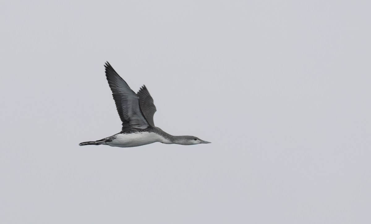 Red-throated Loon - ML647058397