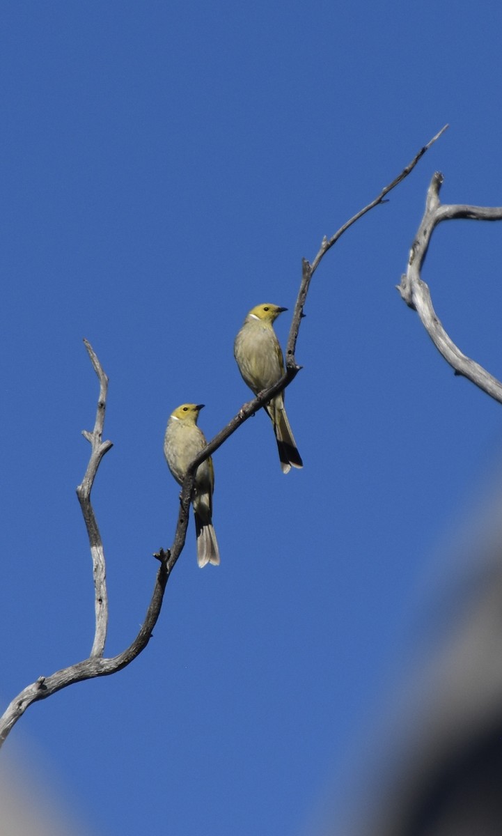 hvitsmykkehonningeter - ML647058401