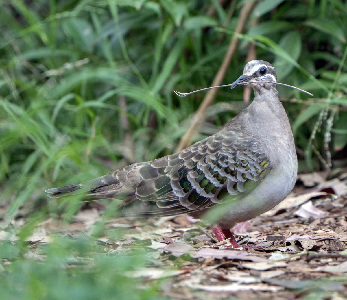 Common Bronzewing - ML647058402