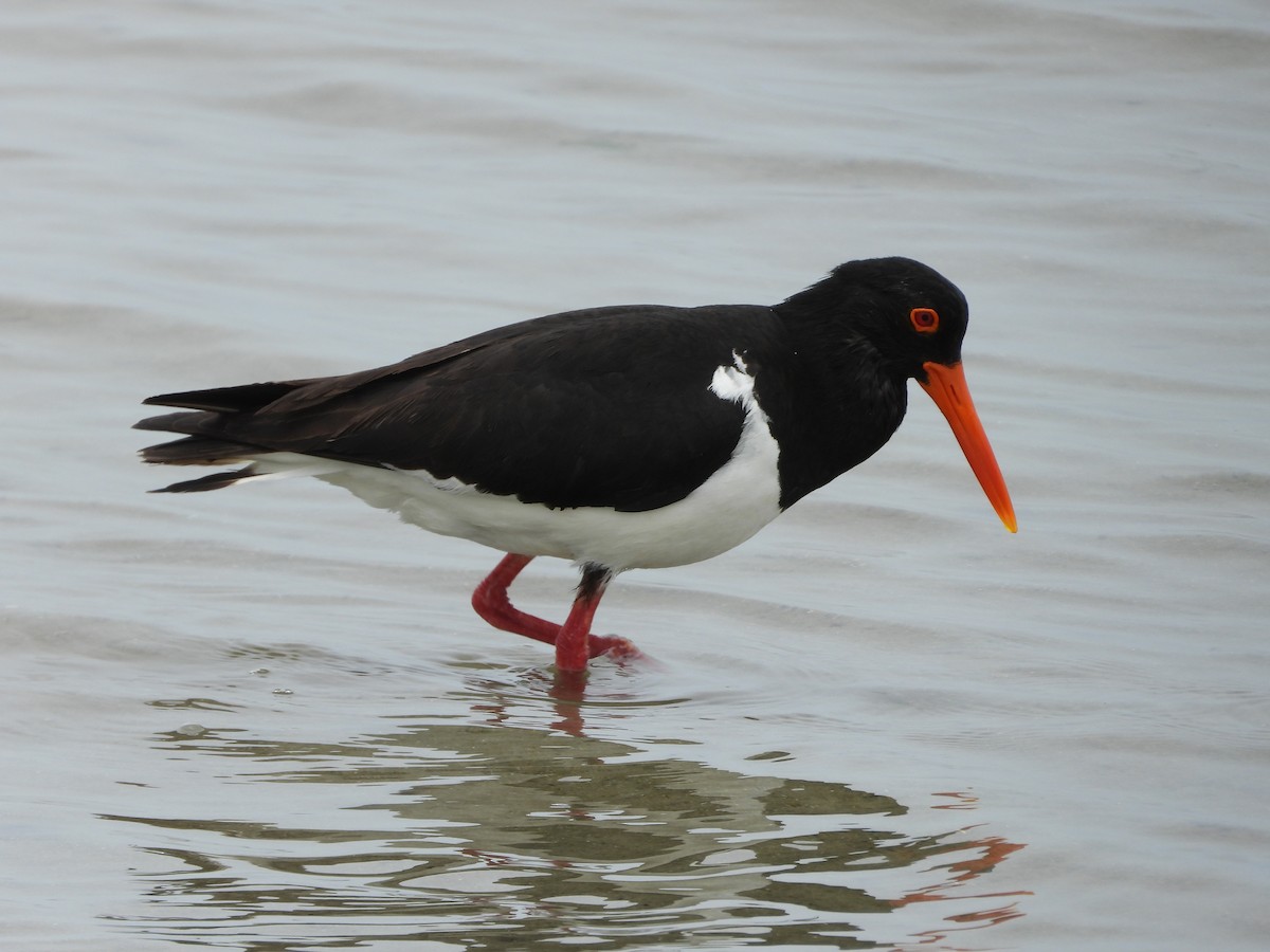 Pied Oystercatcher - ML647058403