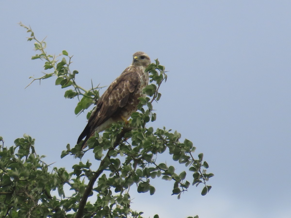 African Fish-Eagle - ML647058416