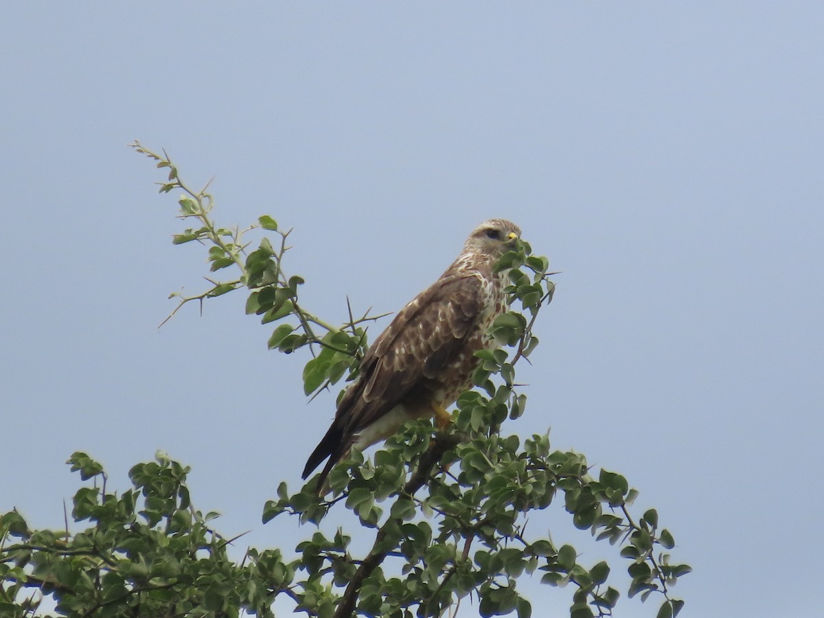 African Fish-Eagle - ML647058417