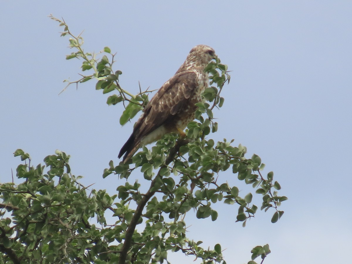 African Fish-Eagle - ML647058419