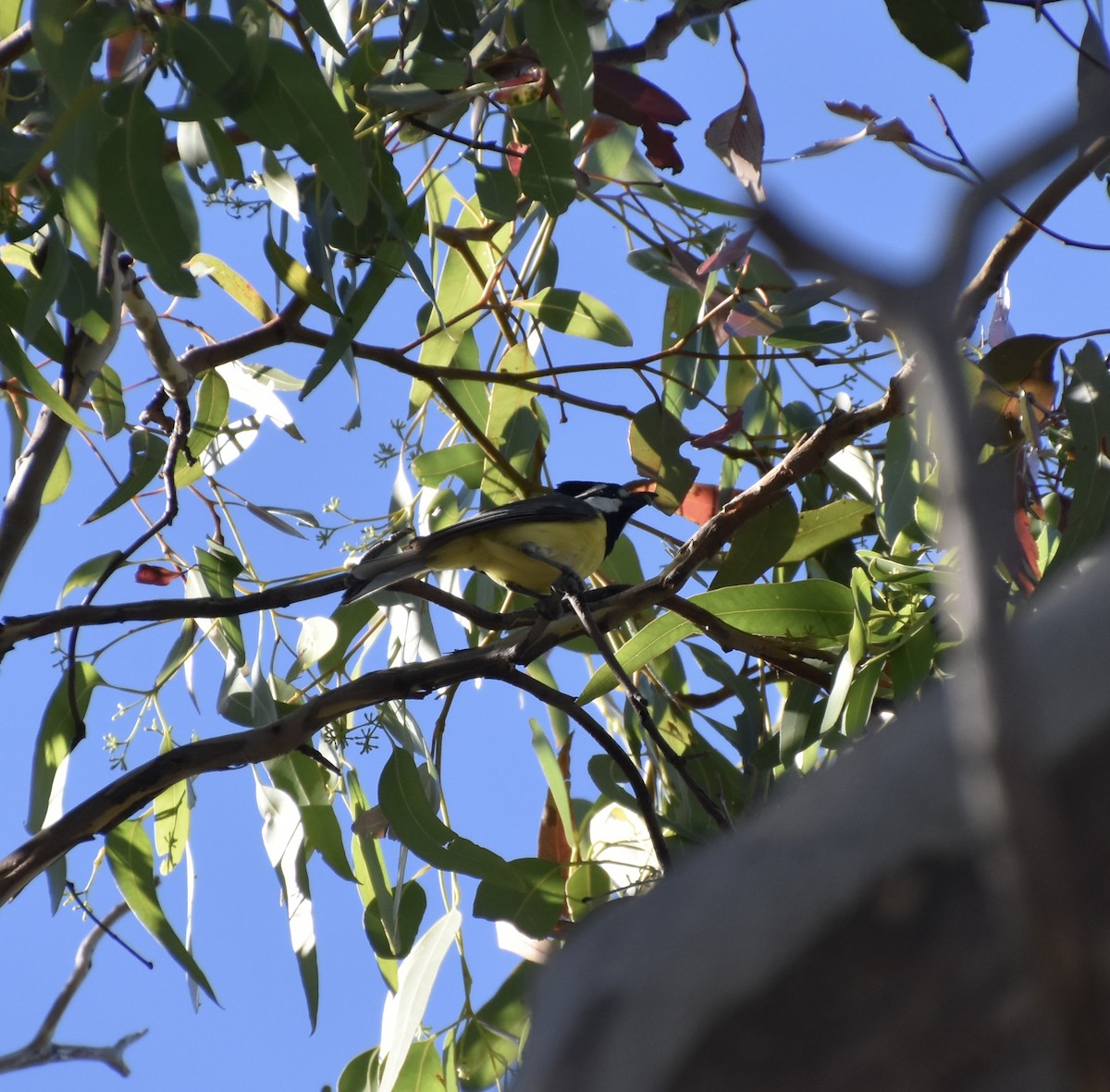 Eastern Shrike-tit - ML647058426