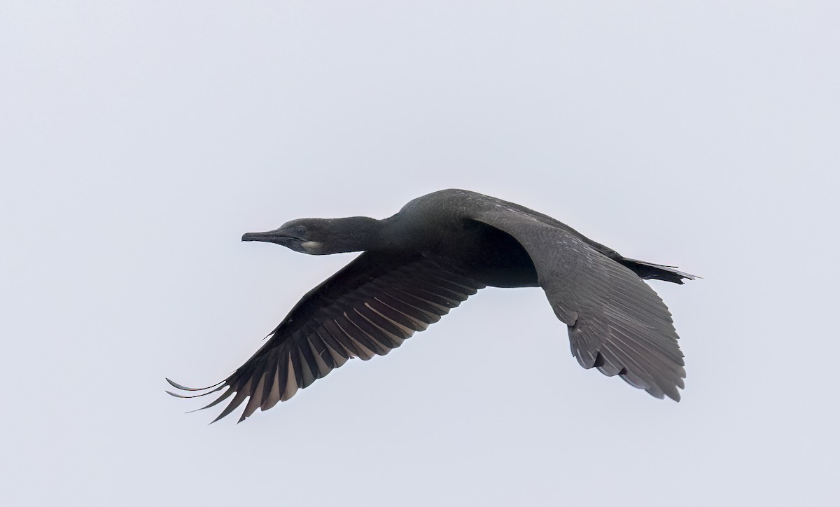 Brandt's Cormorant - ML647058428