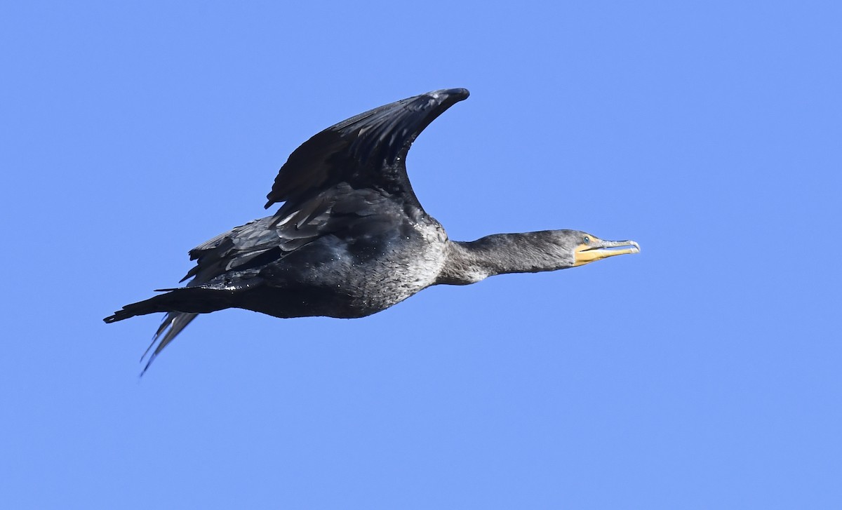 Double-crested Cormorant - ML647058430