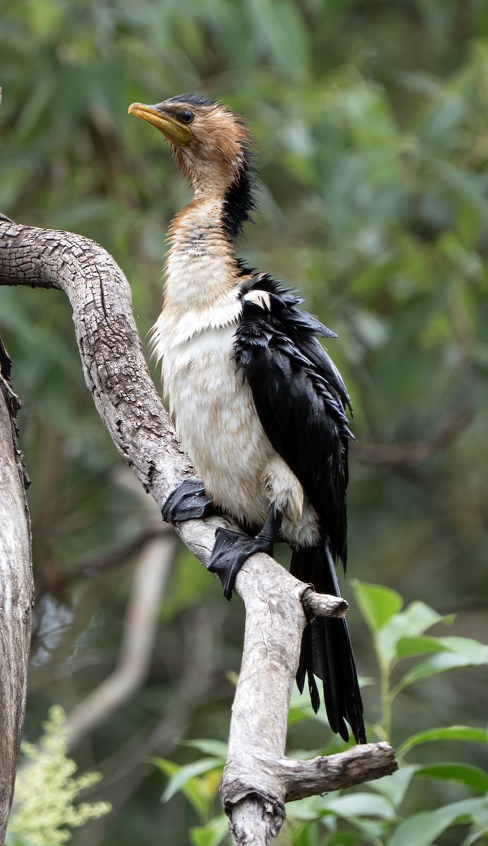 Little Pied Cormorant - ML647058431