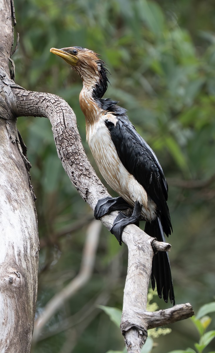 Little Pied Cormorant - ML647058432