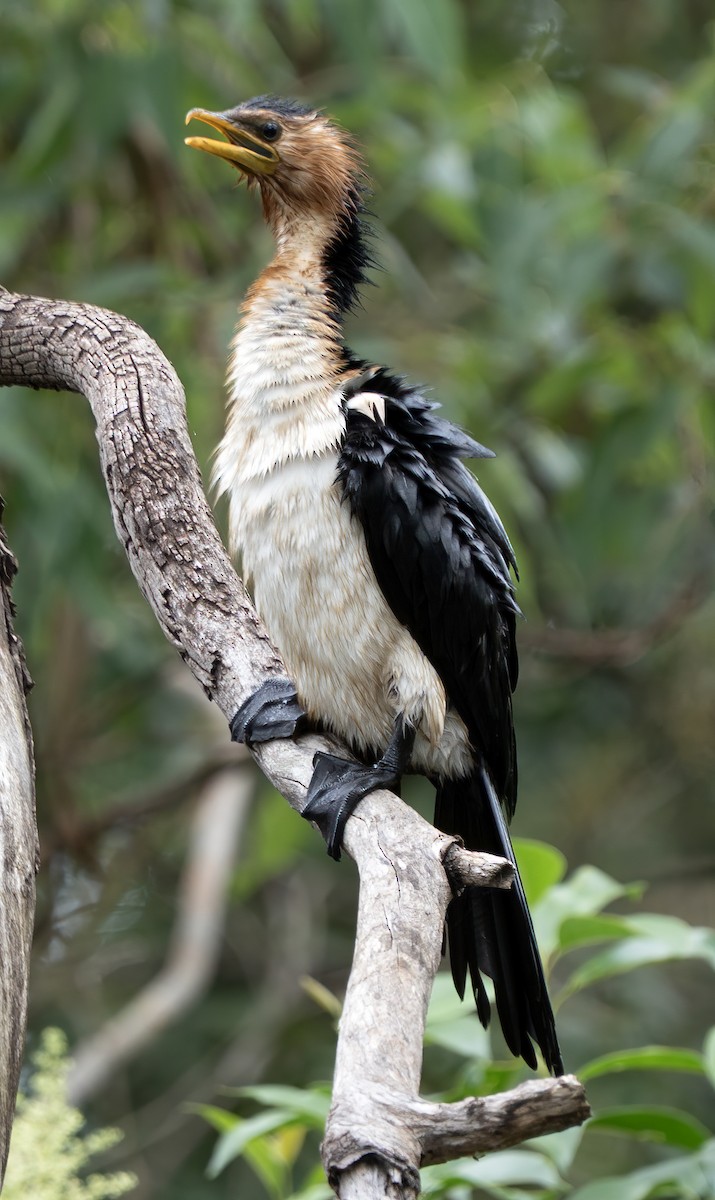 Little Pied Cormorant - ML647058433