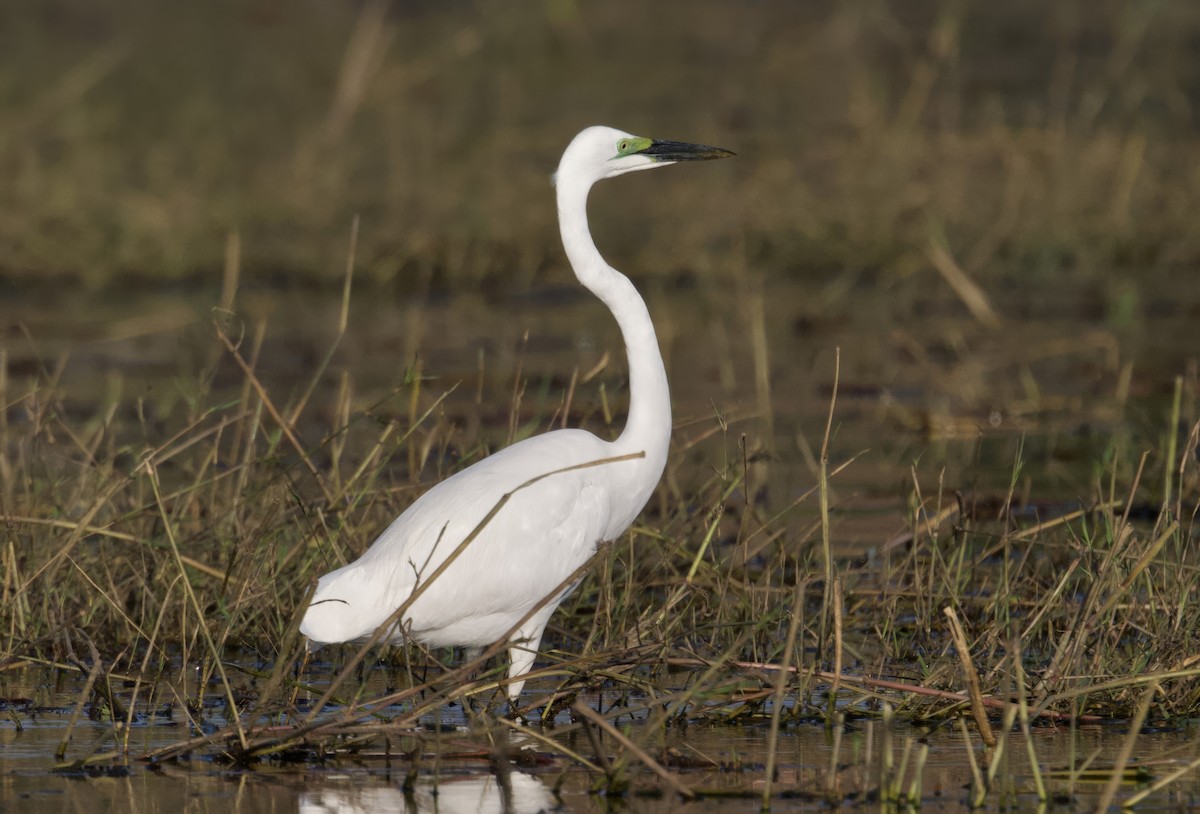 Great Egret - ML647058434