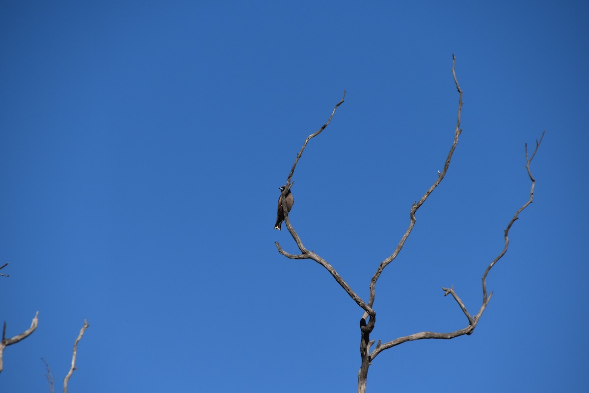 Dusky Woodswallow - ML647058435