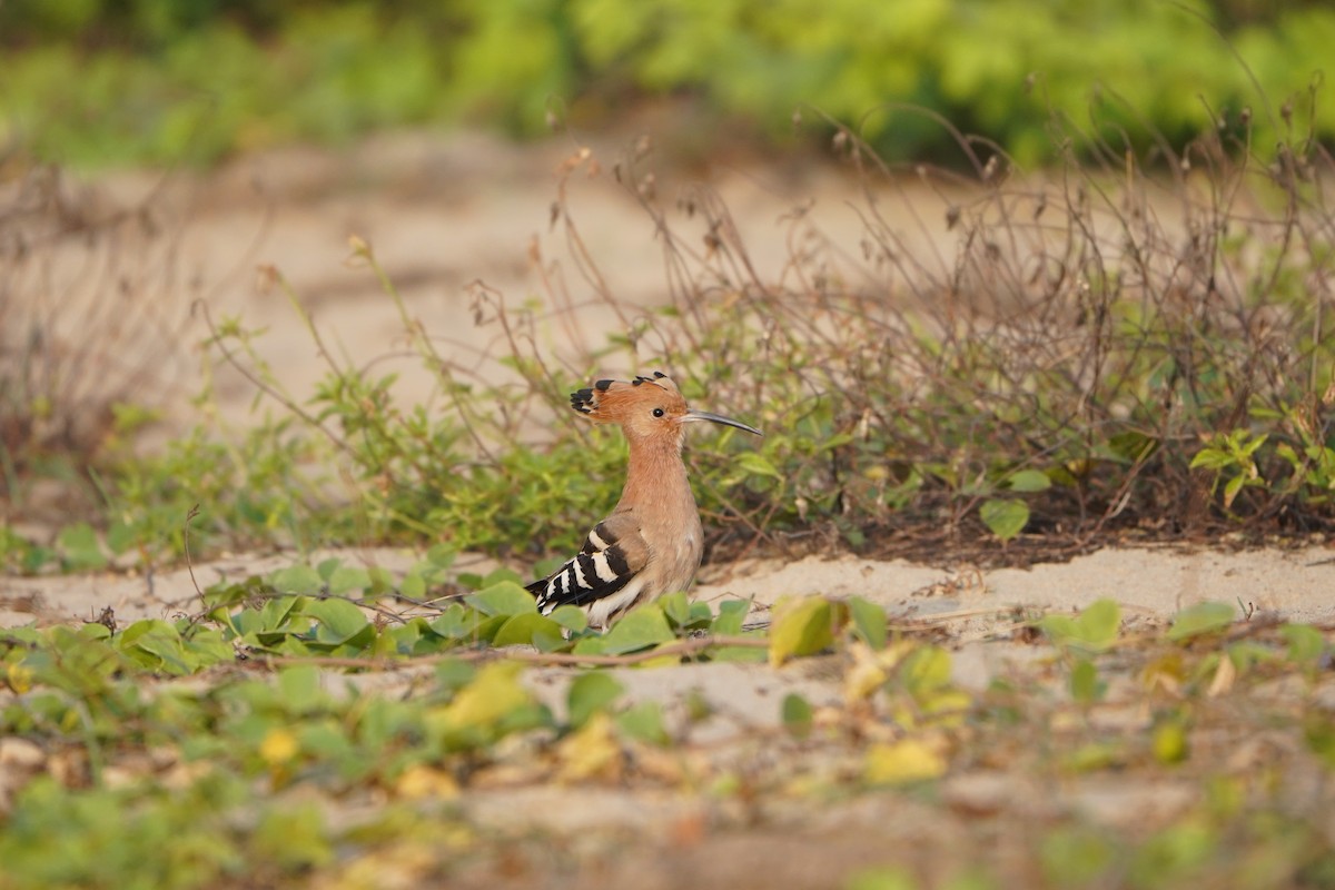Common Hoopoe - ML647058436