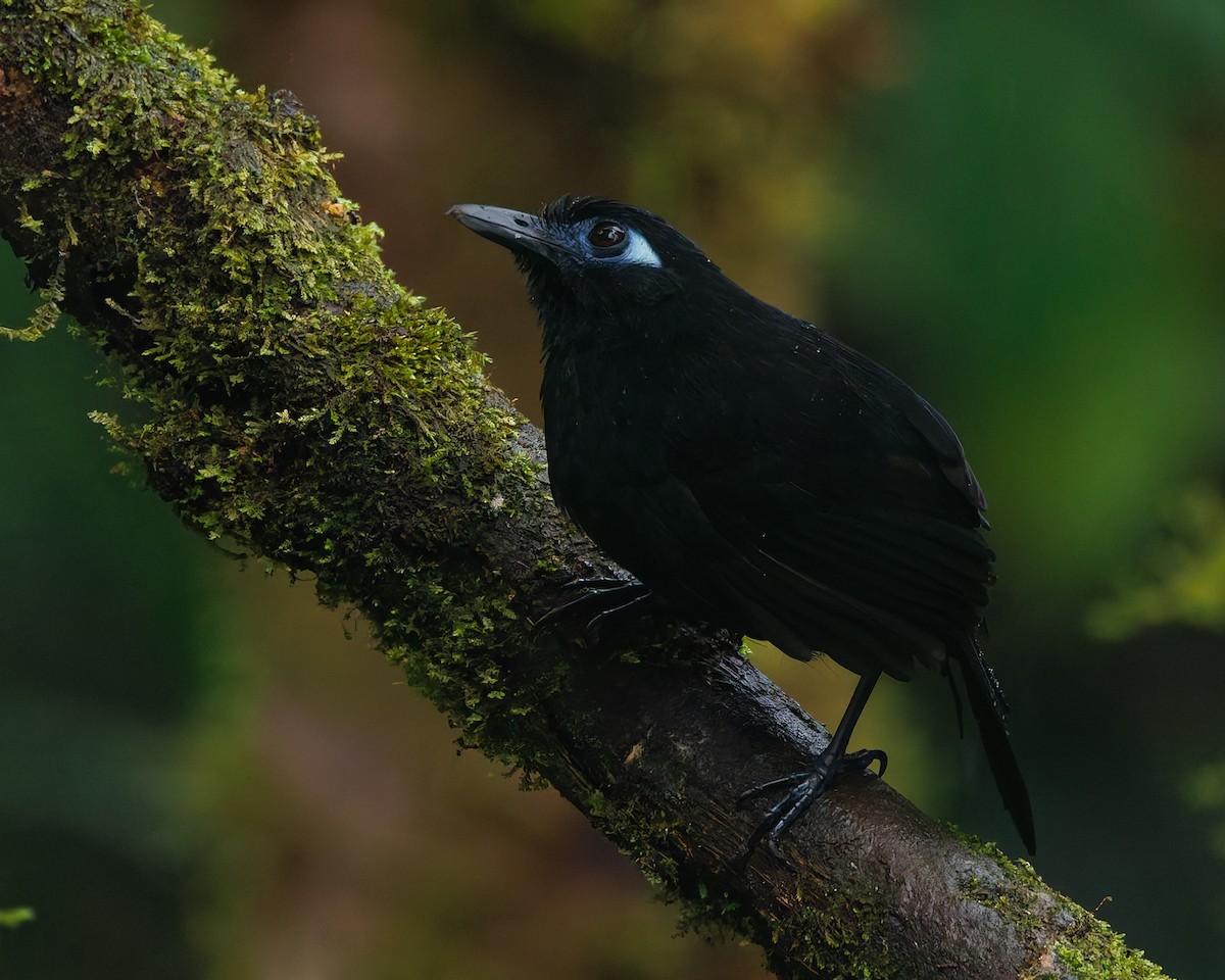 Zeledon's Antbird (Choco) - ML647058437