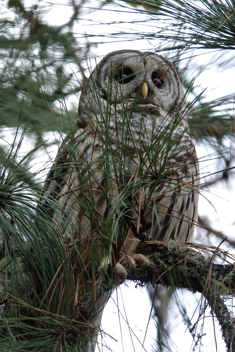 Barred Owl - ML647058438