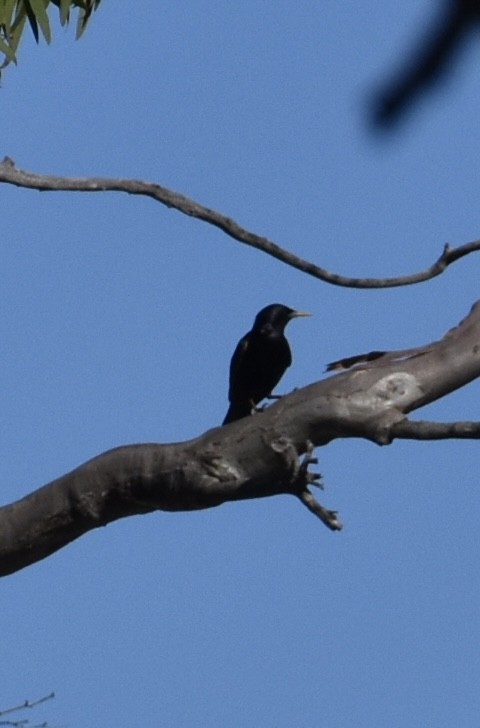 European Starling - ML647058439