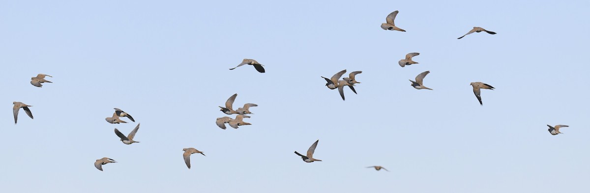 Mourning Dove - ML647058440