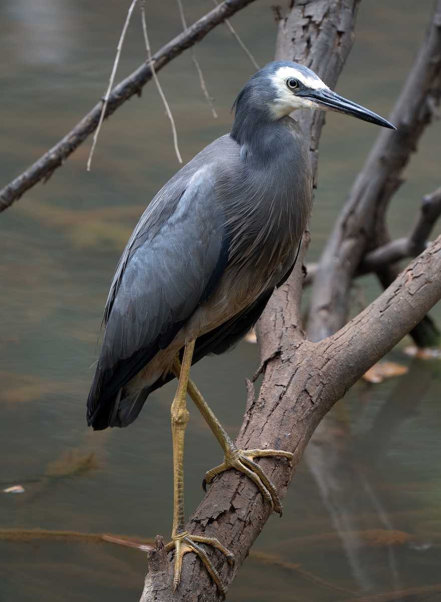 White-faced Heron - ML647058441