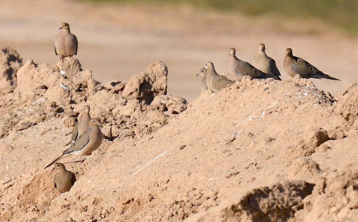 Mourning Dove - ML647058442