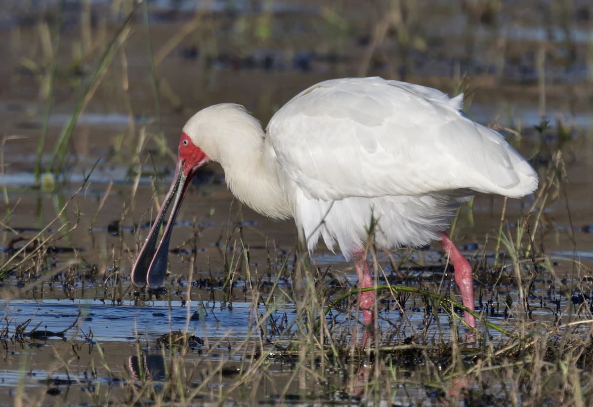 African Spoonbill - ML647058443