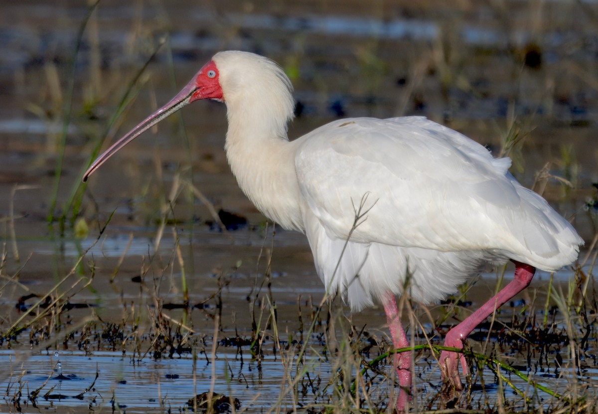 African Spoonbill - ML647058444