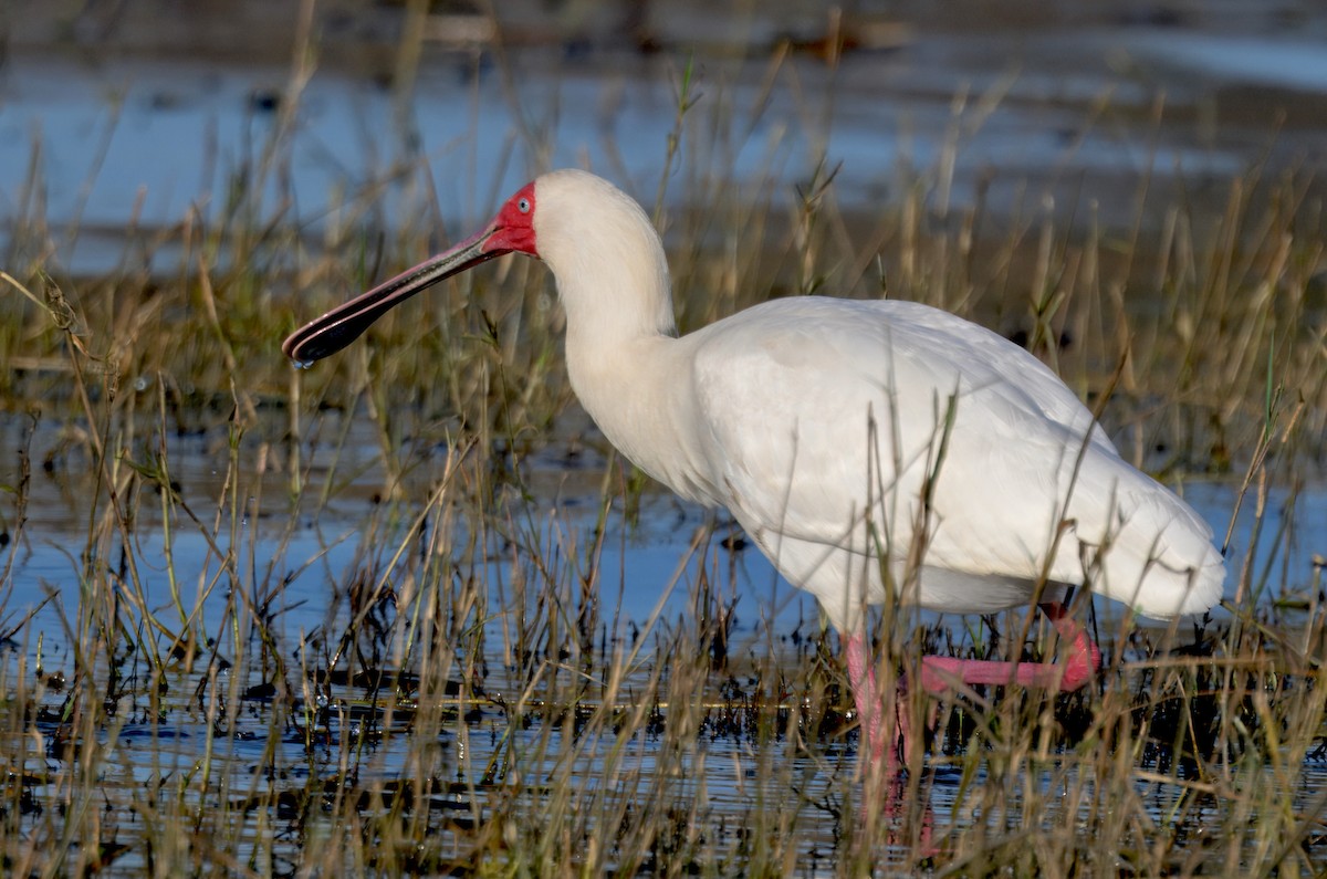African Spoonbill - ML647058446