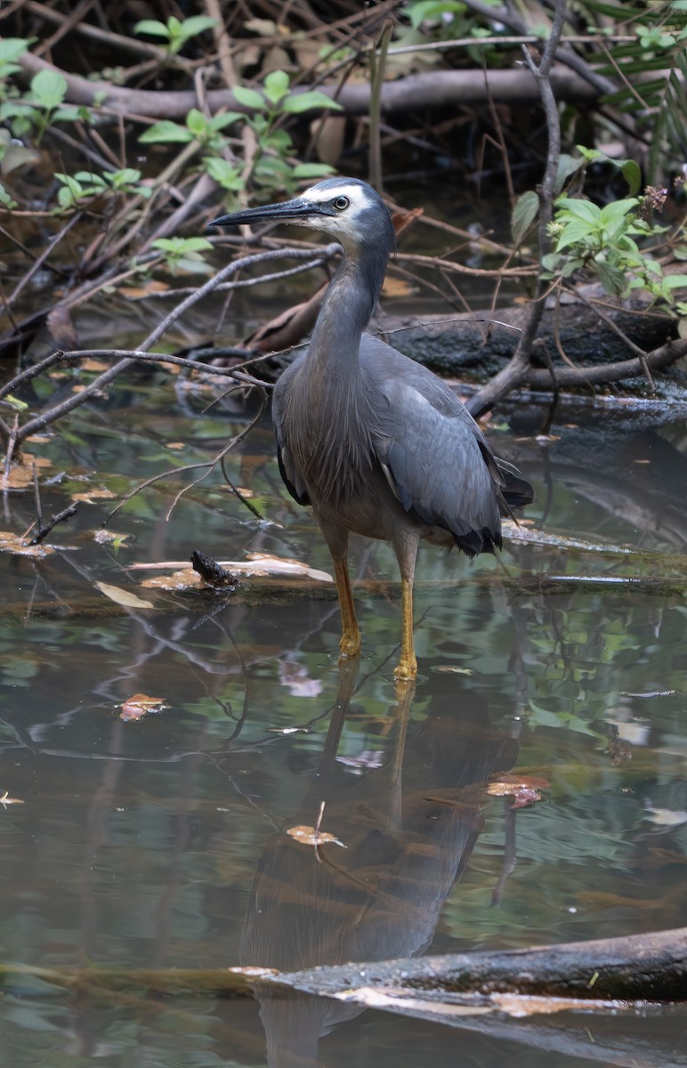 White-faced Heron - ML647058450
