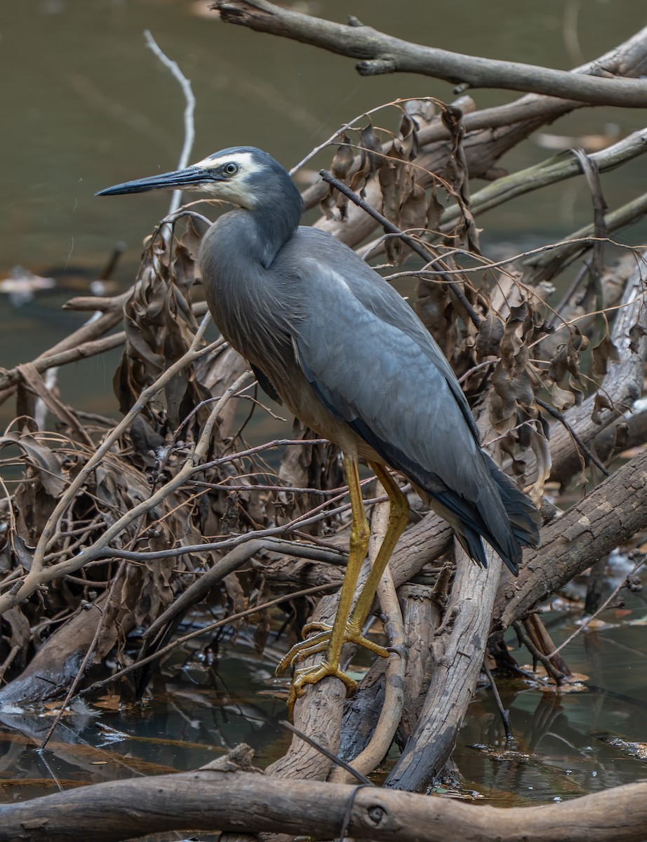 White-faced Heron - ML647058451