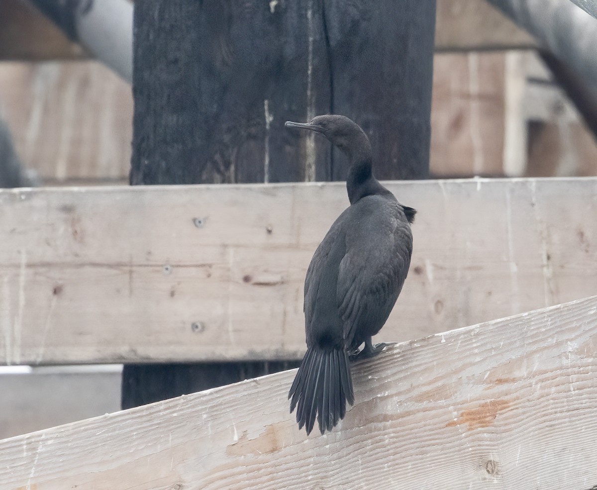 Pelagic Cormorant - ML647058452