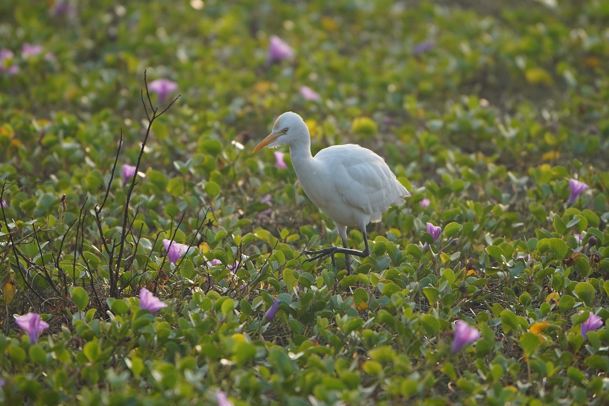 Eastern Cattle-Egret - ML647058453