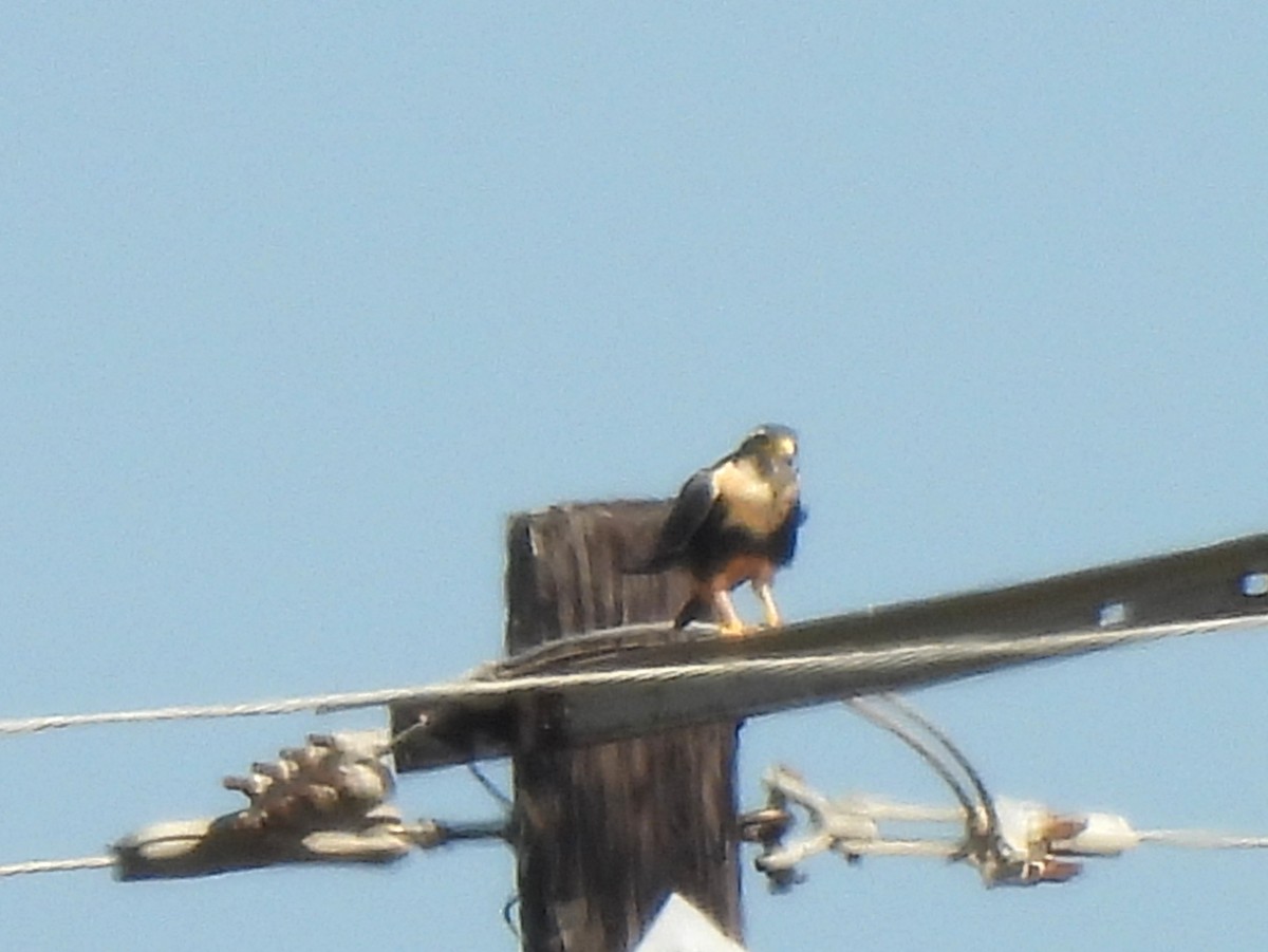 Aplomado Falcon - ML647058454