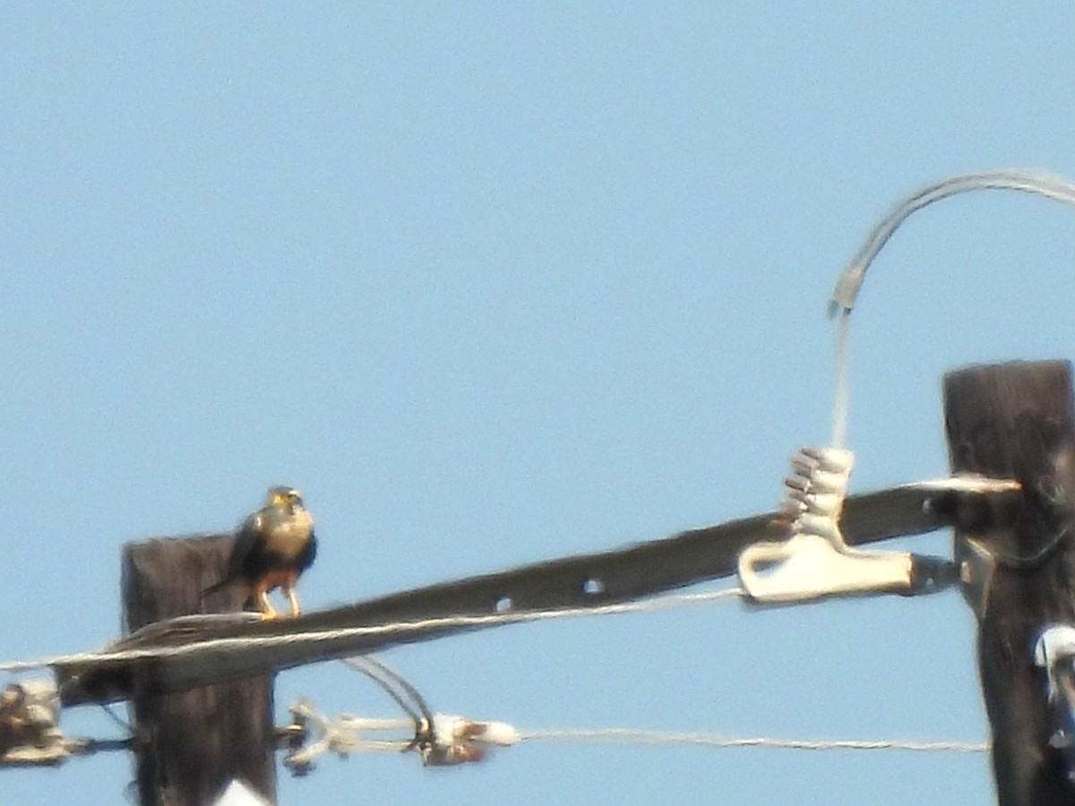 Aplomado Falcon - ML647058455