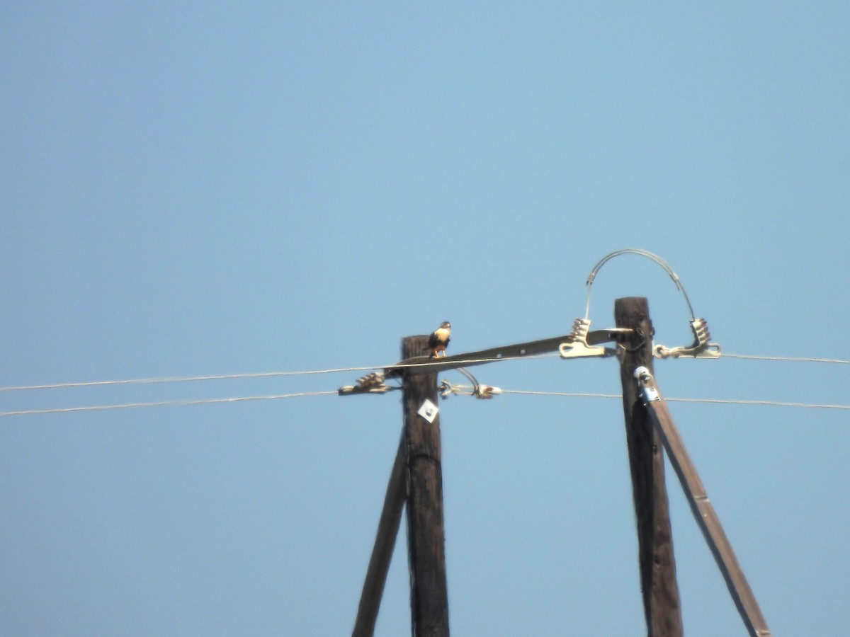 Aplomado Falcon - ML647058456