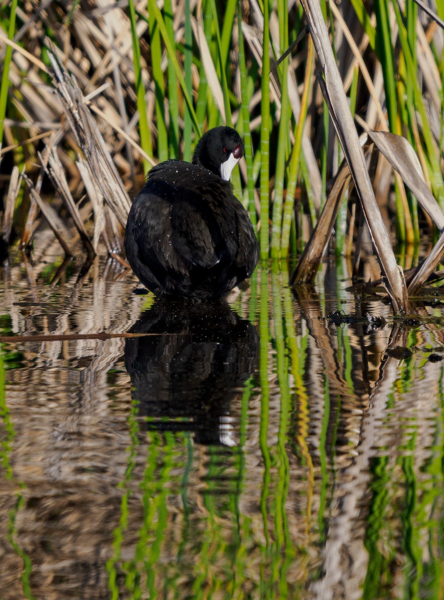American Coot - ML647058457