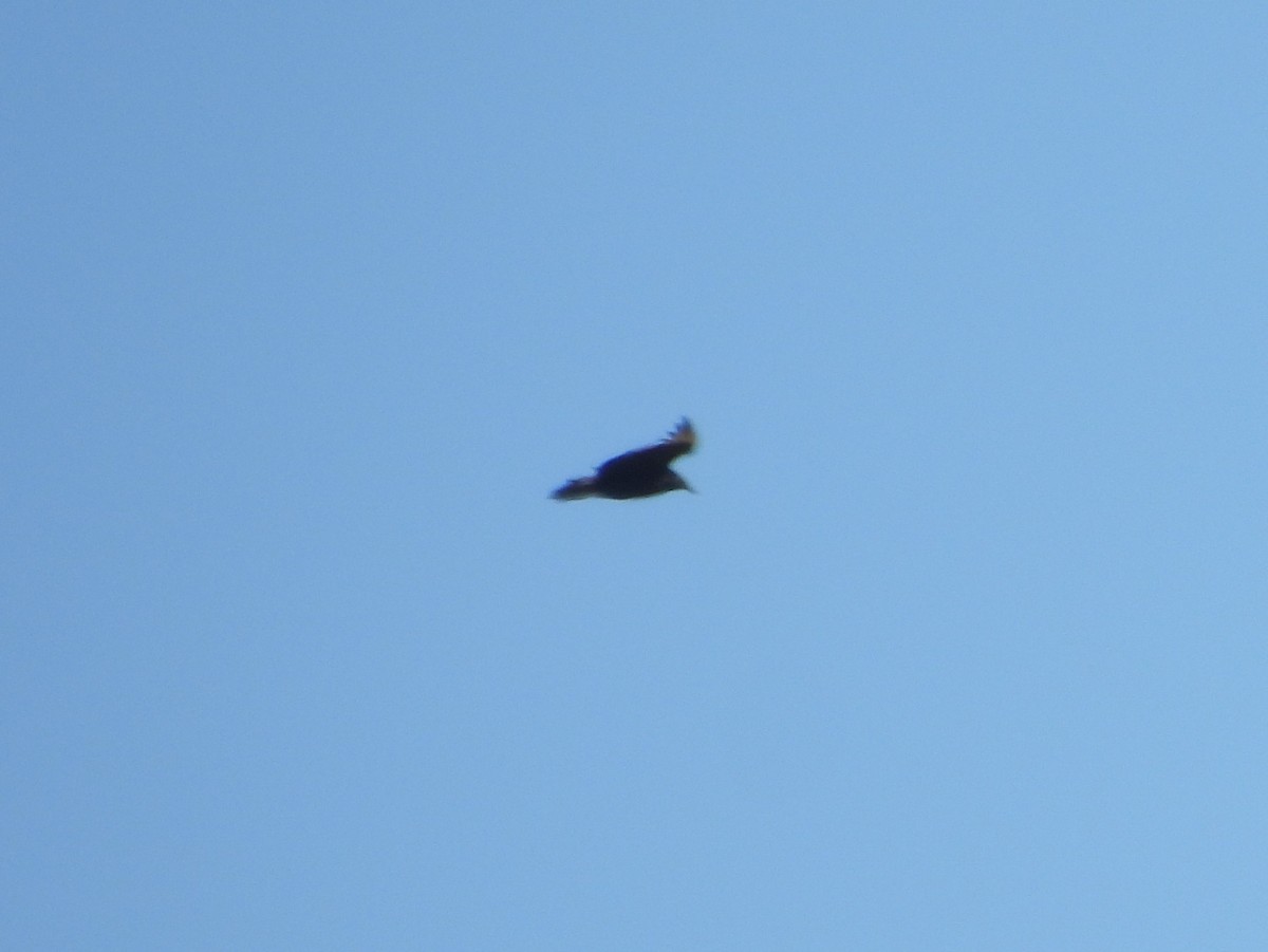 Black Vulture - ML647058459