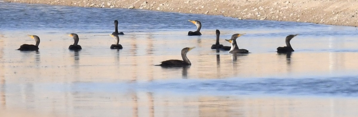 kormorán ušatý - ML647058475