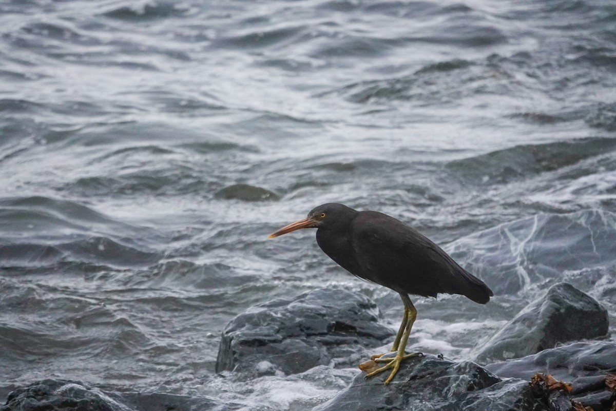 Pacific Reef-Heron - ML647058476