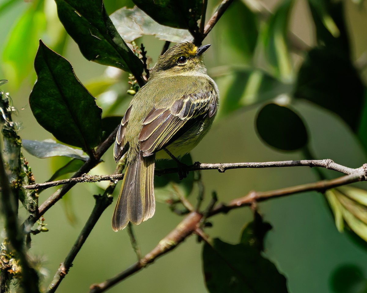 gulbryntyrannulett - ML647058478