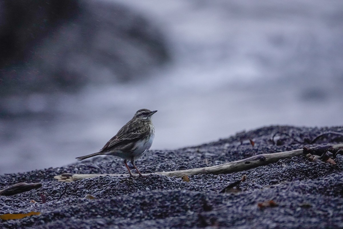 New Zealand Pipit - ML647058486